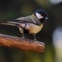 สมาชิกหมายเลข 2609944