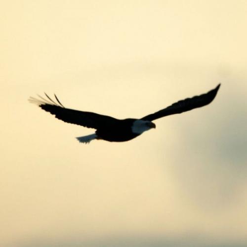 จงโบยบิน