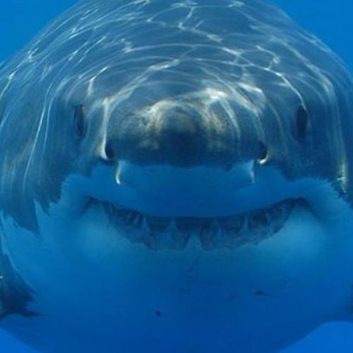 สมาชิกหมายเลข 6229919