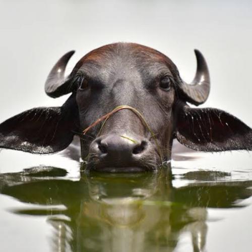 สมาชิกหมายเลข 8439838