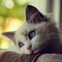 สมาชิกหมายเลข 3672807