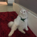 เหมียวสีขาว