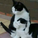 สมาชิกหมายเลข 4556212