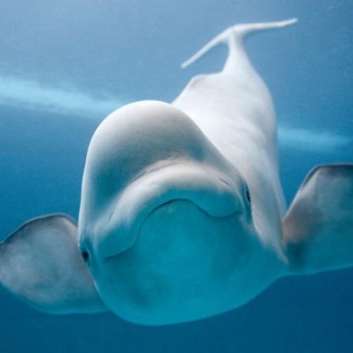 Malindaผู้น่ารัก