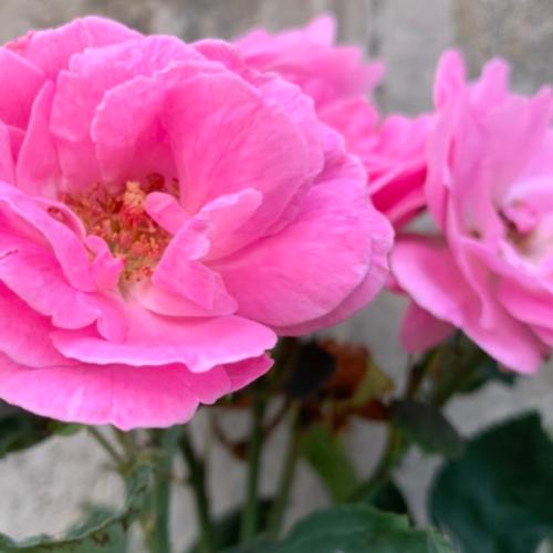 สมาชิกหมายเลข 6334180