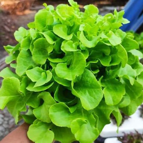 สมาชิกหมายเลข 5936456