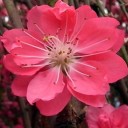 ดอกท้อหมื่นลี้