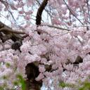 สมาชิกหมายเลข 932208