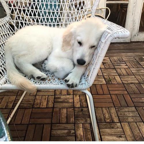 สมาชิกหมายเลข 1925415