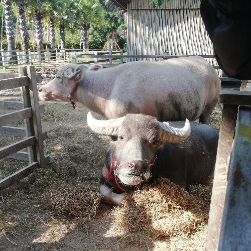 สมาชิกหมายเลข 2257804