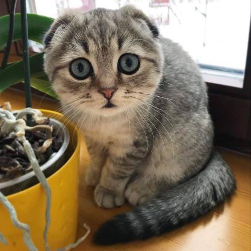 สมาชิกหมายเลข 4483589