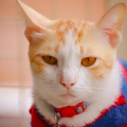 สมาชิกหมายเลข 2027168