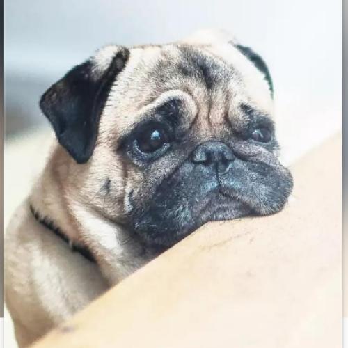 สมาชิกหมายเลข 4897778