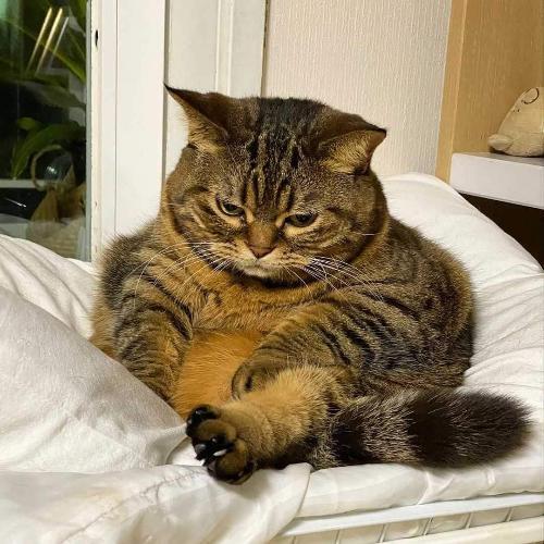 สมาชิกหมายเลข 5163124