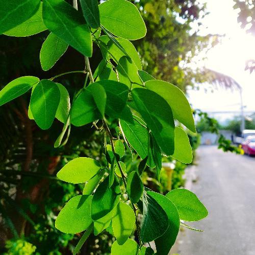 สมาชิกหมายเลข 4135916