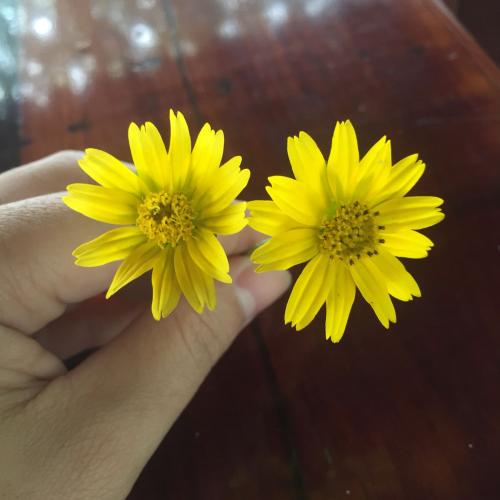 สมาชิกหมายเลข 3596130