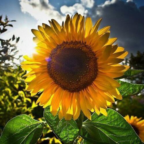 สมาชิกหมายเลข 4557455