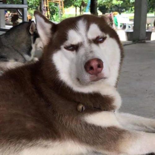 สมาชิกหมายเลข 4858012