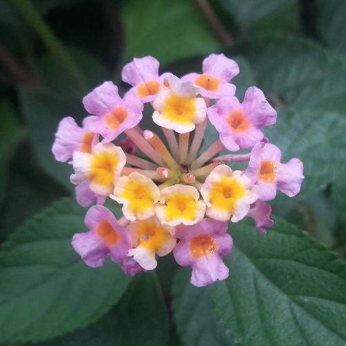 สมาชิกหมายเลข 5295511