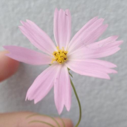 สมาชิกหมายเลข 2901587