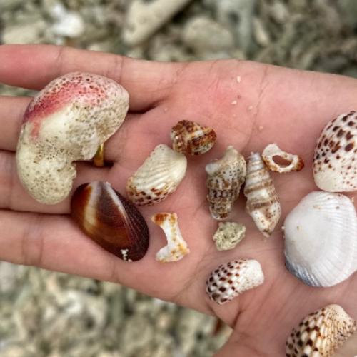 สมาชิกหมายเลข 4919399