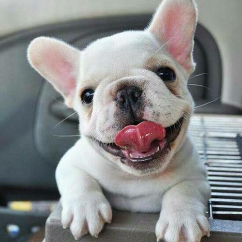 สมาชิกหมายเลข 4557910