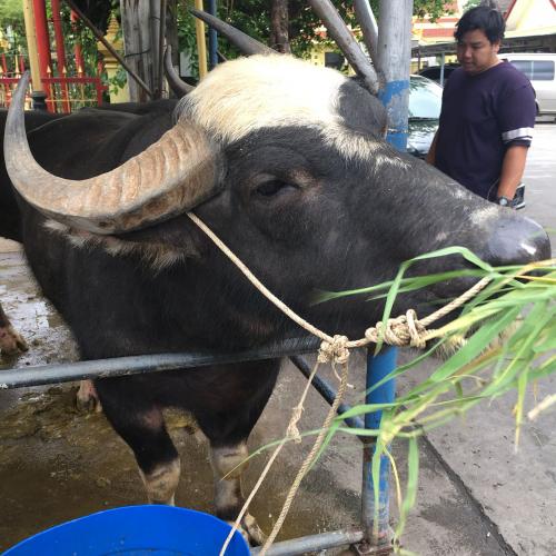 สมาชิกหมายเลข 802347