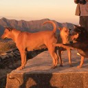 มีหมาเป็นเพื่อน