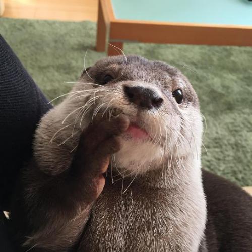 สมาชิกหมายเลข 5296080