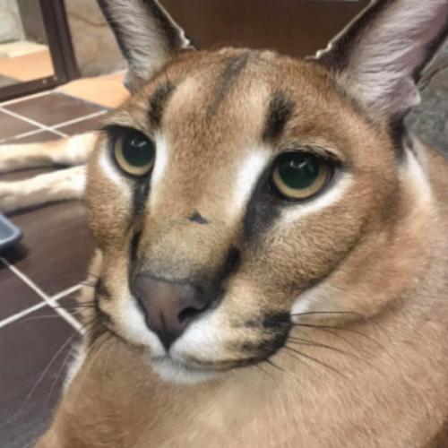 สมาชิกหมายเลข 7787235