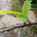 สมาชิกหมายเลข 2459311