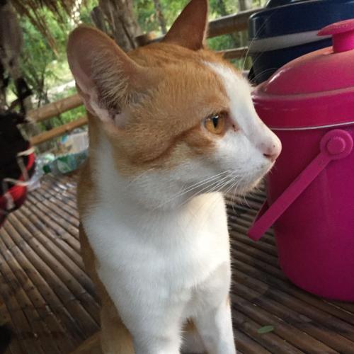 สมาชิกหมายเลข 4731014