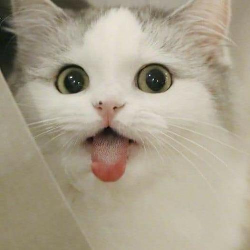 สมาชิกหมายเลข 5296309