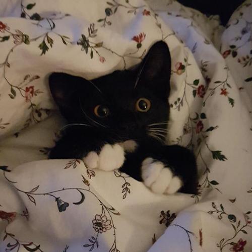 สมาชิกหมายเลข 6338592