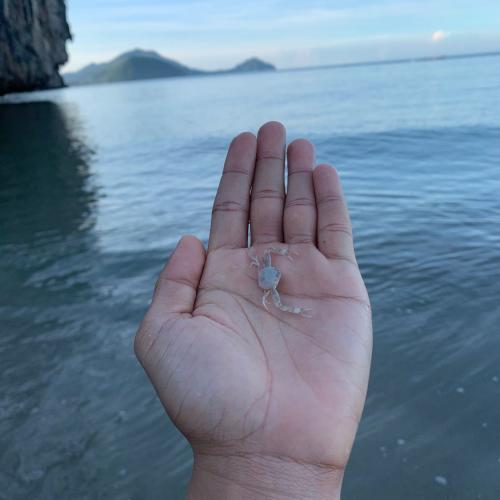 สมาชิกหมายเลข 6339801