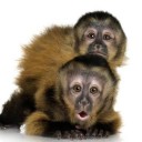 สมาชิกหมายเลข 4138492