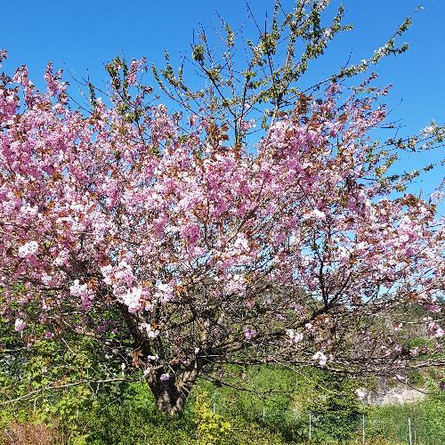 สมาชิกหมายเลข 4559323