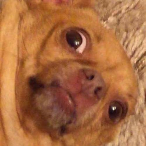 สมาชิกหมายเลข 2611805