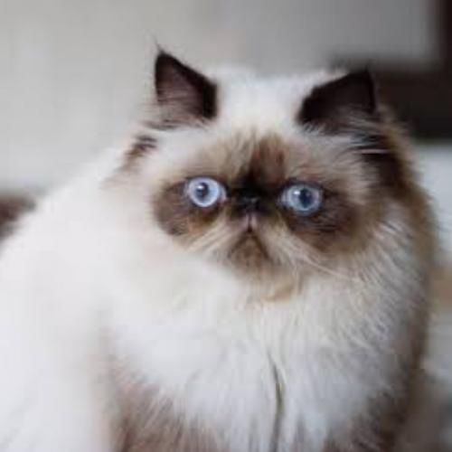 สมาชิกหมายเลข 6340527