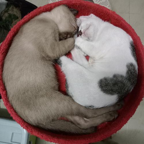 ลูกแมวน้อยทั้งเจ็ด