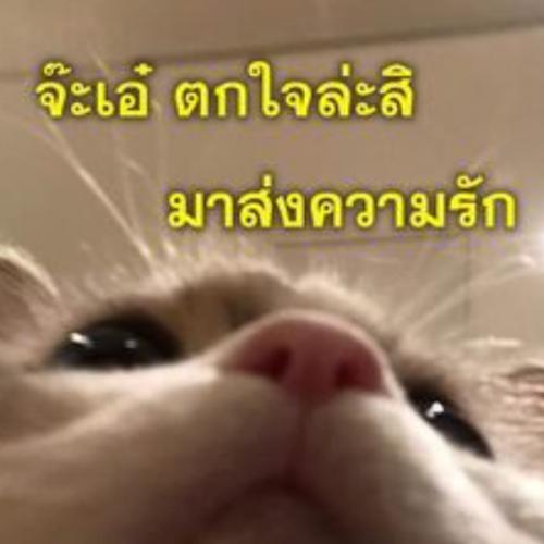 สมาชิกหมายเลข 5111095