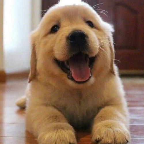 สมาชิกหมายเลข 5297701