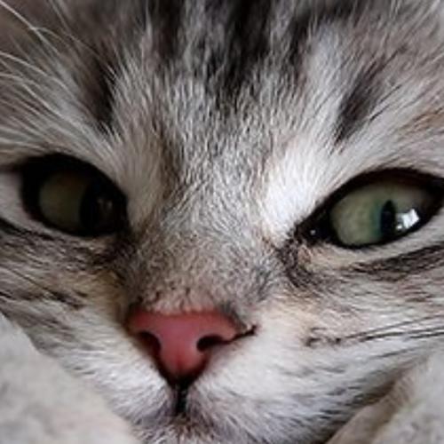 สมาชิกหมายเลข 4871081