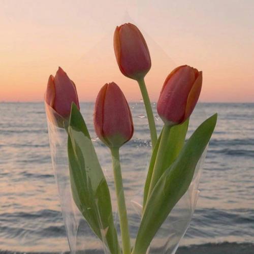 สมาชิกหมายเลข 5063166