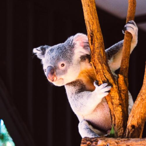 สมาชิกหมายเลข 6336997