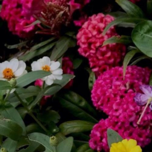 สมาชิกหมายเลข 7791059