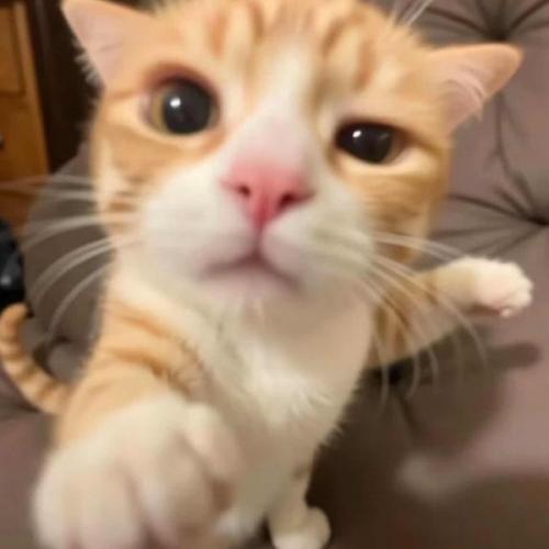 สมาชิกหมายเลข 5440241