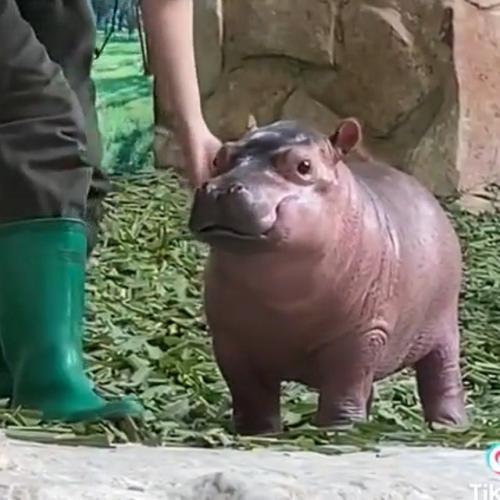 สมาชิกหมายเลข 6512302