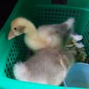 สมาชิกหมายเลข 4139342