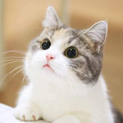 สมาชิกหมายเลข 4196713